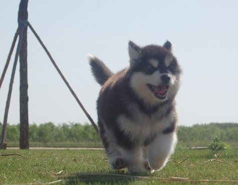 Nhiều "đại gia" còn sẵn sàng chi cả trăm triệu ra để chọn mua những chú chó thuần chủng và thuê chuyên gia huấn luyện, chăm sóc chó với một chế độ đặc biệt ngay từ khi còn nhỏ với mong muốn sở hữu một chú chó biết "nghe lời" và sẵn sàng bảo vệ chủ khi gặp nguy hiểm (Ảnh: Internet). Nhiều "đại gia" còn sẵn sàng chi cả trăm triệu ra để chọn mua những chú chó thuần chủng và thuê chuyên gia huấn luyện, chăm sóc chó với một chế độ đặc biệt ngay từ khi còn nhỏ với mong muốn sở hữu một chú chó biết "nghe lời" và sẵn sàng bảo vệ chủ khi gặp nguy hiểm (Ảnh: Internet).