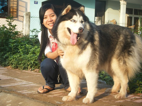 Hình ảnh chú chó tên Bấc trong tác phẩm "Tiếng gọi nơi hoang dã" của nhà văn Mỹ Jack London từ lâu đã trở thành biểu tượng cho lòng trung thành, sẵn sàng cứu nguy cho chủ nhân trong mọi tình huống càng khiến cho giá trị của giống chó Alaska này được nâng lên (Ảnh: Internet). Hình ảnh chú chó tên Bấc trong tác phẩm "Tiếng gọi nơi hoang dã" của nhà văn Mỹ Jack London từ lâu đã trở thành biểu tượng cho lòng trung thành, sẵn sàng cứu nguy cho chủ nhân trong mọi tình huống càng khiến cho giá trị của giống chó Alaska này được nâng lên (Ảnh: Internet).