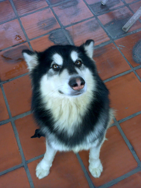 Chăm sóc đúng cách giống chó này có thể rất tốn kém; thường là về chăm sóc thú y, chuồng trại, thiết bị và thức ăn. Thức ăn cho giống chó này phải đảm bảo vệ sinh và đủ dưỡng chất như con người. Ngoài dưỡng chất từ thịt cá, anh còn cho ăn bổ sung nguồn vitamin từ rau củ như bí đó, khoai lang, cà rốt,... để cơ thể chúng luôn được thanh lọc mát mẻ (Ảnh: Internet). Chăm sóc đúng cách giống chó này có thể rất tốn kém; thường là về chăm sóc thú y, chuồng trại, thiết bị và thức ăn. Thức ăn cho giống chó này phải đảm bảo vệ sinh và đủ dưỡng chất như con người. Ngoài dưỡng chất từ thịt cá, anh còn cho ăn bổ sung nguồn vitamin từ rau củ như bí đó, khoai lang, cà rốt,... để cơ thể chúng luôn được thanh lọc mát mẻ (Ảnh: Internet).