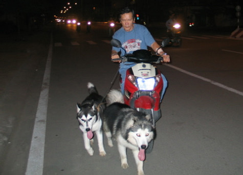 Với sức khỏe tuyệt vời nên một đàn chó Alaska từ 8-10 con có thể kéo xe hàng nặng cả tấn chạy suốt 3-4 giờ liền trên tuyết. Tuổi đời bình quân của loài chó này là 12-15 năm (Ảnh: Internet). Với sức khỏe tuyệt vời nên một đàn chó Alaska từ 8-10 con có thể kéo xe hàng nặng cả tấn chạy suốt 3-4 giờ liền trên tuyết. Tuổi đời bình quân của loài chó này là 12-15 năm (Ảnh: Internet).