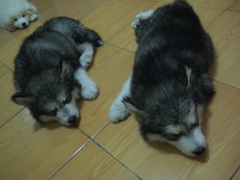 Với đặc tính trung thành, khả năng chống chịu tốt trước thời tiết khắc nghiệt nên từ lâu giống chó này được giới lắm tiền nhiều của săn lùng và được gọi với mỹ danh là "Hoa vương của vùng băng giá". Với đặc tính trung thành, khả năng chống chịu tốt trước thời tiết khắc nghiệt nên từ lâu giống chó này được giới lắm tiền nhiều của săn lùng và được gọi với mỹ danh là "Hoa vương của vùng băng giá".