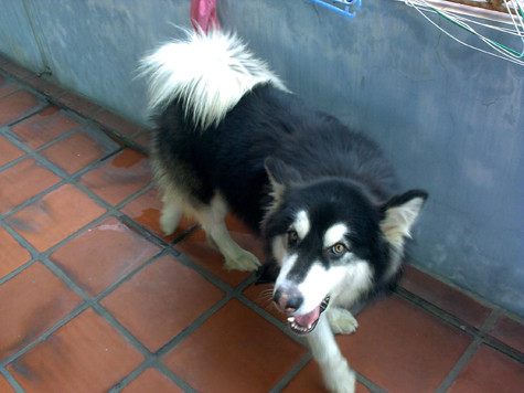 Chăm sóc đúng cách giống chó này có thể rất tốn kém; thường là về chăm sóc thú y, chuồng trại, thiết bị và thức ăn. Thức ăn cho giống chó này phải đảm bảo vệ sinh và đủ dưỡng chất như con người. Ngoài dưỡng chất từ thịt cá, anh còn cho ăn bổ sung nguồn vitamin từ rau củ như bí đó, khoai lang, cà rốt,... để cơ thể chúng luôn được thanh lọc mát mẻ (Ảnh: Internet). Chăm sóc đúng cách giống chó này có thể rất tốn kém; thường là về chăm sóc thú y, chuồng trại, thiết bị và thức ăn. Thức ăn cho giống chó này phải đảm bảo vệ sinh và đủ dưỡng chất như con người. Ngoài dưỡng chất từ thịt cá, anh còn cho ăn bổ sung nguồn vitamin từ rau củ như bí đó, khoai lang, cà rốt,... để cơ thể chúng luôn được thanh lọc mát mẻ (Ảnh: Internet).