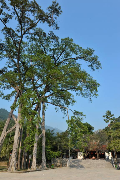 Đền Thỏng với cây đa 9 cội (rễ cây tỏa ra 9 nhánh) trường tồn hàng trăm năm cùng mảnh đất linh thiêng này. Đền Thỏng với cây đa 9 cội (rễ cây tỏa ra 9 nhánh) trường tồn hàng trăm năm cùng mảnh đất linh thiêng này.