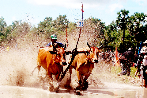 Đua bò Bảy núi tại chùa Thom Mít xã Vĩnh Trung, huyện Tịnh Biên của đồng bào Khmer An Giang. Đua bò Bảy núi tại chùa Thom Mít xã Vĩnh Trung, huyện Tịnh Biên của đồng bào Khmer An Giang.