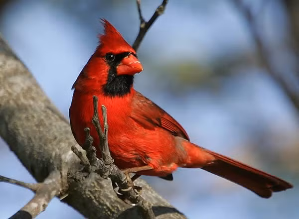 Chim Hồng y phía Bắc: Chim hồng y phía Bắc hay chim đỏ là loài chim sống ở Bắc Mỹ. Loài này thường sống trong rừng, vùng cây bụi và đầm lầy. Chúng có cái mào rất đặc biệt cùng với một khoảng lông giống như cái mặt nạ trên mặt màu đen ở con đực và màu ghi ở con cái.