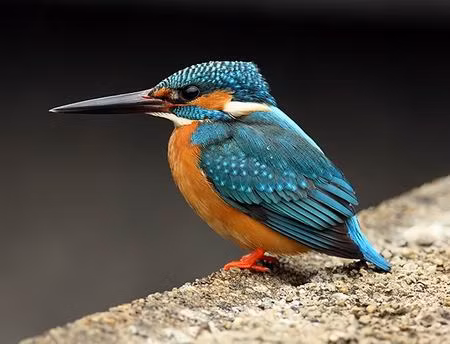 Bói cá sông, còn gọi là bồng chanh trông thật bắt mắt với bộ lông óng ánh xanh của mình. Loài chim này có ở khắp các núi từ vùng đồng bằng đến vùng núi của Việt Nam.