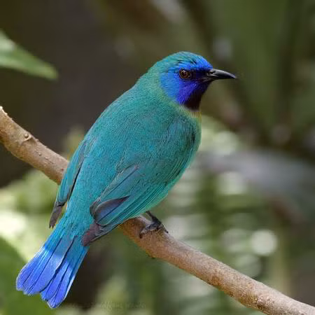 Chim xanh cánh lam: Đúng như tên gọi của mình, chim xanh Nam Bộ (còn được gọi là chim xanh cánh lam) sở hữu bộ lông màu xanh biếc rất dịu mắt.