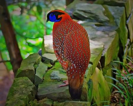 Gà lôi tía: Với cẳng chân hồng, ức cam và nâu, thân mình đỏ với lông đốm trắng, mặt xanh lam, gà lôi tía được coi là một trong những loài chim trĩ đẹp nhất thế giới. Đây là loài đặc hữu của Việt Nam, chỉ gặp ở độ cao trên 2.000m của tỉnh Lào Cai. Gà lôi tía: Với cẳng chân hồng, ức cam và nâu, thân mình đỏ với lông đốm trắng, mặt xanh lam, gà lôi tía được coi là một trong những loài chim trĩ đẹp nhất thế giới. Đây là loài đặc hữu của Việt Nam, chỉ gặp ở độ cao trên 2.000m của tỉnh Lào Cai.