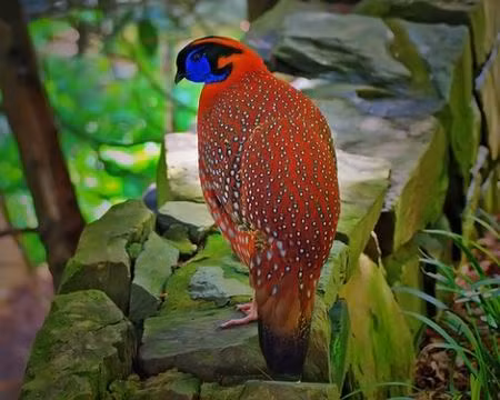 Gà lôi tía: Với cẳng chân hồng, ức cam và nâu, thân mình đỏ với lông đốm trắng, mặt xanh lam, gà lôi tía được coi là một trong những loài chim trĩ đẹp nhất thế giới. Đây là loài đặc hữu của Việt Nam, chỉ gặp ở độ cao trên 2.000m của tỉnh Lào Cai.