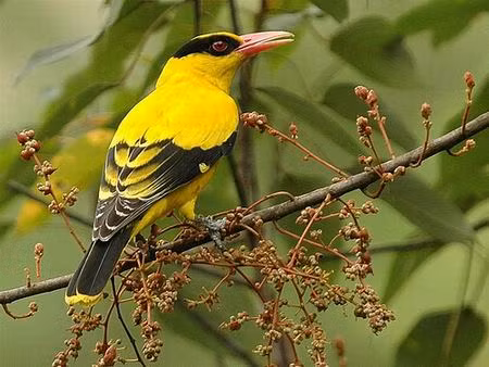 Chim vàng anh làm tổ ở miền Bắc nhưng đến mùa đông lại bay vào miền Nam. Trông chúng nổi bật giữa rừng xanh với màu vàng tươi của mình.