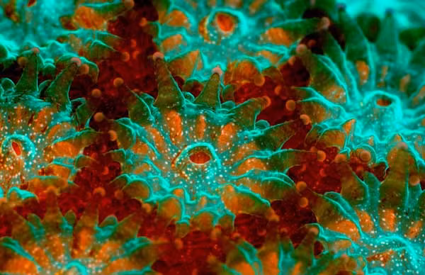 Hình ảnh loài san hô Montastraea do James Nicholson, Nam Carolina cung cấp.