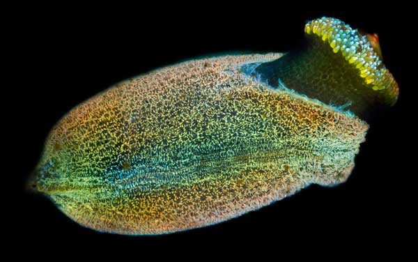 Hạt giống được phát hiện trong một hồ nước ngọt ở gần Moscow, được chụp bởi Daniel Stoupin, Nga.