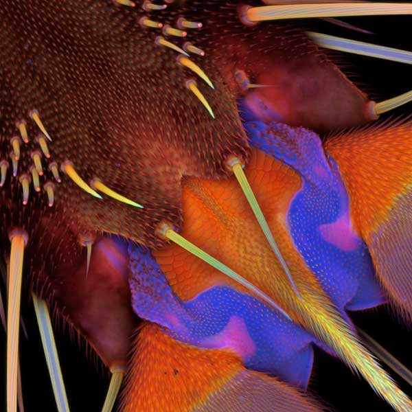 Chân thứ 3 của một con ruồi cái và phần bụng của nó trên kính hiển vi. Bức hình được Tiến sĩ Jan Michels, Viện Động vật học thuộc đại học Christian-Albrechts, Kiel, Đức cung cấp.