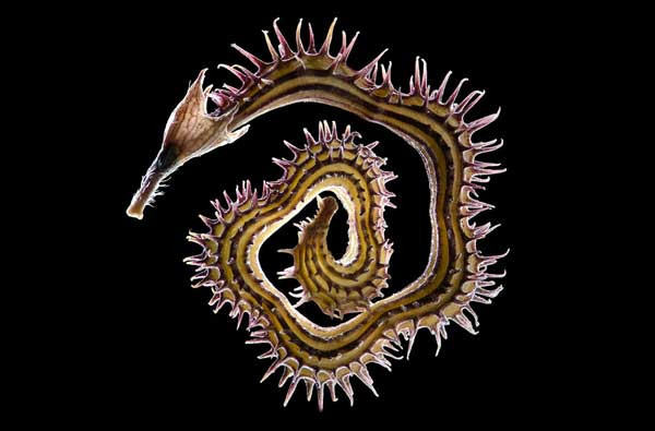 Ảnh chi tiết về phấn hoa của một loài cây họ đậu tên khoa học là Prickly Caterpillar, được chụp bởi Viktor Sýkora, từ Hyskov, Cộng hòa Czech.