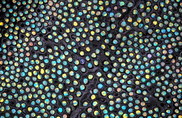 Các mô bên trong phần thân của loài mọt Eupholus. Bức hình do Tiến sĩ Douglas Clark, từ San Francisco, California cung cấp.