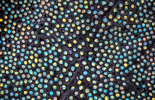 Các mô bên trong phần thân của loài mọt Eupholus. Bức hình do Tiến sĩ Douglas Clark, từ San Francisco, California cung cấp.