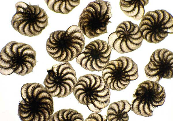 Sinh vật đơn bào Elphidium tìm thấy trên bờ biển Dorset, Anh do tiến sĩ Michael Gibson, Northampton, Anh chụp lại.