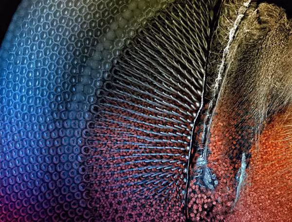 Mắt của loài chuồn chuồn kim. Mạng lưới tinh thể hình lục giác cho phép loài vật nhỏ bé này có khả năng quan sát cực tốt. Bức hình do tiến sĩ Igor Siwanowicz, Munich, Đức cung cấp.