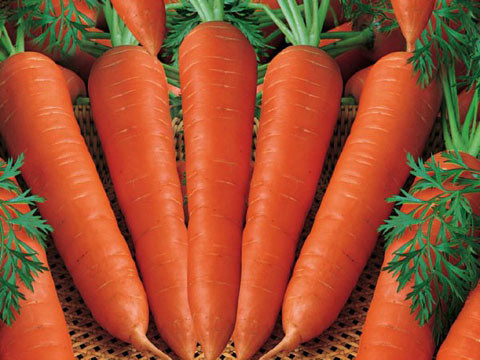 Cà rốt – Dinh dưỡng đặc biệt cho máu: Nhờ hàm lượng beta-carotene phong phú mà cà rốt được biết đến như một thực phẩm đem lại lợi ích tuyệt vời cho đôi mắt. Không chỉ vậy, beta-carotene còn là một chất dinh dưỡng đặc biệt rất có công hiệu trong việc bổ máu. Xem thêm: Những điều cần tránh trước giờ đi ngủ Cà rốt – Dinh dưỡng đặc biệt cho máu: Nhờ hàm lượng beta-carotene phong phú mà cà rốt được biết đến như một thực phẩm đem lại lợi ích tuyệt vời cho đôi mắt. Không chỉ vậy, beta-carotene còn là một chất dinh dưỡng đặc biệt rất có công hiệu trong việc bổ máu. Xem thêm: Những điều cần tránh trước giờ đi ngủ