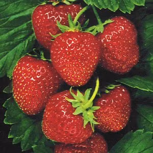 Quả dâu tây: Quả dâu tây chứa nhiều chất xơ, vitamin C và các chất chống oxy hóa khác. Một chén dâu tây đã cung cấp lượng vitamin C nhiều hơn so với hàm lượng được khuyến cáo là cần thiết cho một người trong mỗi ngày.