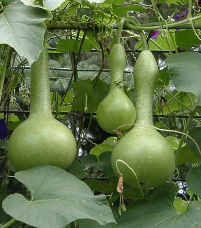 Bầ̀u bí: Họ nhà bầu bí cũng chứa nhiều chất xơ mà ít calo (một chén bầu bí chứa được 3 gram chất xơ nhưng chỉ có khoảng 30 calo). Do đó, mùa hè ăn bầu bí đương nhiên rất có lợi cho bạn trong việc duy trì trọng lượng và kiểm soát việc tăng cân. Trong bầu bí còn có các chất khác như lutein và zeaxanthin - hai loại hợp chất này có tác dụng giúp ngăn ngừa thoái hóa điểm vàng liên quan đến tuổi tác.