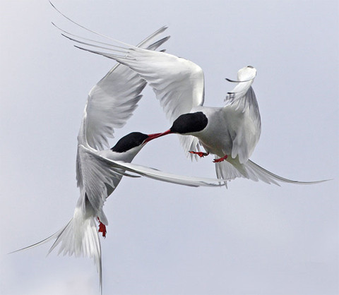 Một con nhạn biển Bắc Cực cướp con lươn cát trong miệng một con nhạn biển khác tại vùng biển gần quần đảo Farne của Anh. Ảnh: APEX. Một con nhạn biển Bắc Cực cướp con lươn cát trong miệng một con nhạn biển khác tại vùng biển gần quần đảo Farne của Anh. Ảnh: APEX.
