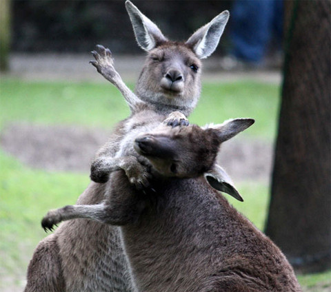 Hai con chuột túi đực đánh nhau để giành một con cái trong vườn thú Chester tại Anh. Ảnh: EXCLUSIVEPIX. Hai con chuột túi đực đánh nhau để giành một con cái trong vườn thú Chester tại Anh. Ảnh: EXCLUSIVEPIX.