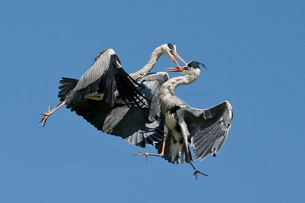 Cuộc chiến trên không. Cuộc chiến trên không.