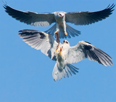 Một con diều hâu cướp con chuột từ móng vuốt của đồng loại trên độ cao khoảng 30 m so với mặt vinh San Francisco, bang California, Mỹ. Ảnh: Solent. Một con diều hâu cướp con chuột từ móng vuốt của đồng loại trên độ cao khoảng 30 m so với mặt vinh San Francisco, bang California, Mỹ. Ảnh: Solent.