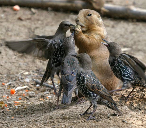 Những con sáo đá tấn công chó prairie để cướp củ lạc trong vườn thú St. Louis, thành phố St. Louis, bang Missouri, Mỹ. Những con sáo đá tấn công chó prairie để cướp củ lạc trong vườn thú St. Louis, thành phố St. Louis, bang Missouri, Mỹ.