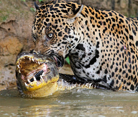 Cá sấu quyết chiến với báo đốm dưới một dòng sông tại vùng Pantanal, Brazil . Cá sấu quyết chiến với báo đốm dưới một dòng sông tại vùng Pantanal, Brazil .