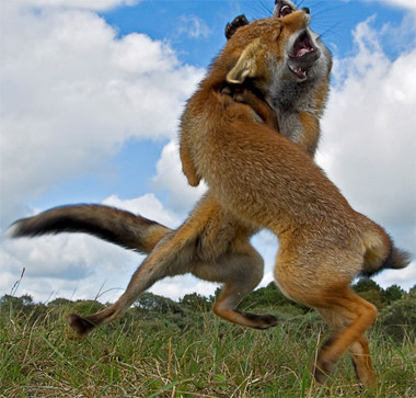 Hai con cáo đánh nhau gần Haarlem, Hà Lan. Ảnh: SOLENT. Hai con cáo đánh nhau gần Haarlem, Hà Lan. Ảnh: SOLENT.