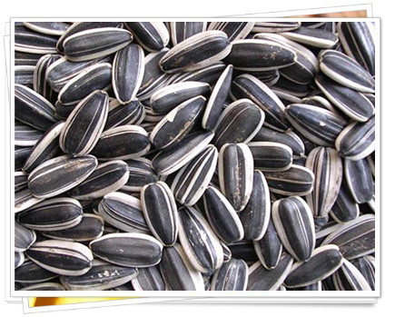Hạt hướng dương: Hạt hướng dương cung cấp nhiều vitamin E - một chất dinh dưỡng có tác dụng bảo vệ các tế bào thần kinh, tránh tình trạng các gốc tự do gây tổn hại tế bào. Hạt hướng dương: Hạt hướng dương cung cấp nhiều vitamin E - một chất dinh dưỡng có tác dụng bảo vệ các tế bào thần kinh, tránh tình trạng các gốc tự do gây tổn hại tế bào.