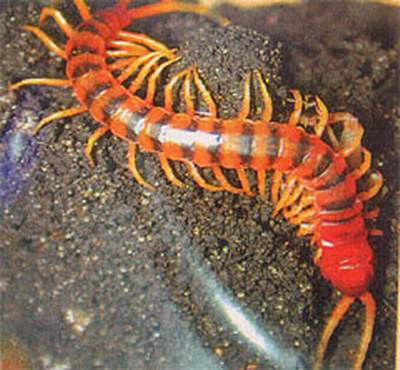 10. Rết Rết là loài động vật thuộc lớp nhiều chân, thường sống ở những nơi tối tăm ẩm thấp như gầm giường, gầm tủ, lá khô mục... kể cả trong quần áo. Chúng có thể tiết chất độc khi cắn bằng hàm răng phía trước, làm đối tượng sưng tấy. 10. Rết Rết là loài động vật thuộc lớp nhiều chân, thường sống ở những nơi tối tăm ẩm thấp như gầm giường, gầm tủ, lá khô mục... kể cả trong quần áo. Chúng có thể tiết chất độc khi cắn bằng hàm răng phía trước, làm đối tượng sưng tấy.