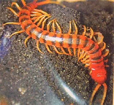 10. Rết Rết là loài động vật thuộc lớp nhiều chân, thường sống ở những nơi tối tăm ẩm thấp như gầm giường, gầm tủ, lá khô mục... kể cả trong quần áo. Chúng có thể tiết chất độc khi cắn bằng hàm răng phía trước, làm đối tượng sưng tấy.