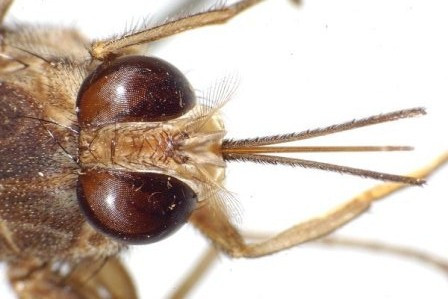 2. Ruồi Xê Rê Mỗi năm sinh vật này là nguyên nhân gây ra cho cái chết của gần 300.000 người dân châu Phi. 2. Ruồi Xê Rê Mỗi năm sinh vật này là nguyên nhân gây ra cho cái chết của gần 300.000 người dân châu Phi.