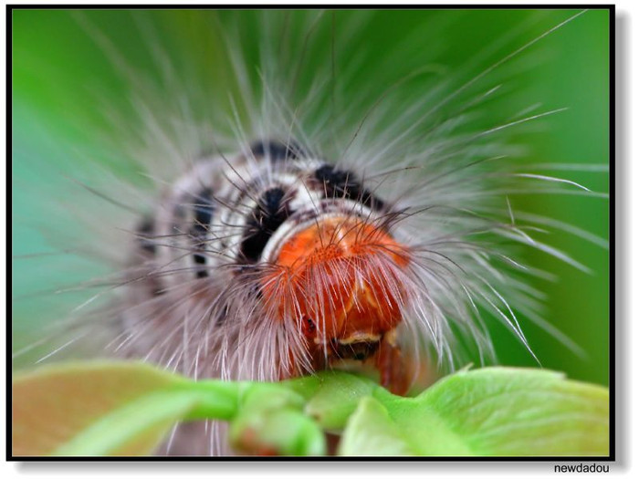 Khi bị sâu róm bám vào da, bạn nên cẩn thận dùng que để lấy sâu ra, phủi sạch các lông gai thấy được, sau đó rửa sạch da bằng nước xà phòng và đắp lạnh để làm giảm sưng và giảm đau. Tránh gãi nhiều lên vết ngứa vì điều này có thể làm lông và gai đâm sâu vào trong da gây triệu chứng kéo dài. Khi bị sâu róm bám vào da, bạn nên cẩn thận dùng que để lấy sâu ra, phủi sạch các lông gai thấy được, sau đó rửa sạch da bằng nước xà phòng và đắp lạnh để làm giảm sưng và giảm đau. Tránh gãi nhiều lên vết ngứa vì điều này có thể làm lông và gai đâm sâu vào trong da gây triệu chứng kéo dài.