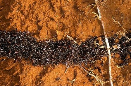 5. Kiến người lính Có tên khoa học là Eciton burchellii và dài chỉ hơn 1 cm., loài côn trùng này có thói quen là cứ 4 tháng lại thay đổi “lãnh địa” một lần. Chúng liên tục di chuyển và “chạy nước rút” trên những con đường rừng có độ dài gấp 1.000.000 lần cơ thể mình. 5. Kiến người lính Có tên khoa học là Eciton burchellii và dài chỉ hơn 1 cm., loài côn trùng này có thói quen là cứ 4 tháng lại thay đổi “lãnh địa” một lần. Chúng liên tục di chuyển và “chạy nước rút” trên những con đường rừng có độ dài gấp 1.000.000 lần cơ thể mình.