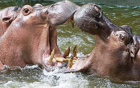 Hai con hà mã tấn công nhau để tranh giành “bạn tình”. Ảnh: AP. Hai con hà mã tấn công nhau để tranh giành “bạn tình”. Ảnh: AP.