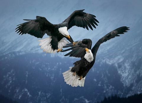 Đại bàng hói đánh nhau trên bầu trời Alaska, Mỹ . Đại bàng hói đánh nhau trên bầu trời Alaska, Mỹ .