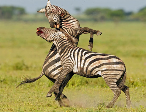 Hai con ngựa vằn đực đánh nhau để tranh giành vị trí đầu đàn tại Tanzania. Cuộc chiến diễn ra khá ác liệt trong vài giờ và máu chảy ra từ miệng một con tại thời điểm bức ảnh được chụp. Ảnh: SOLENT. Hai con ngựa vằn đực đánh nhau để tranh giành vị trí đầu đàn tại Tanzania. Cuộc chiến diễn ra khá ác liệt trong vài giờ và máu chảy ra từ miệng một con tại thời điểm bức ảnh được chụp. Ảnh: SOLENT.