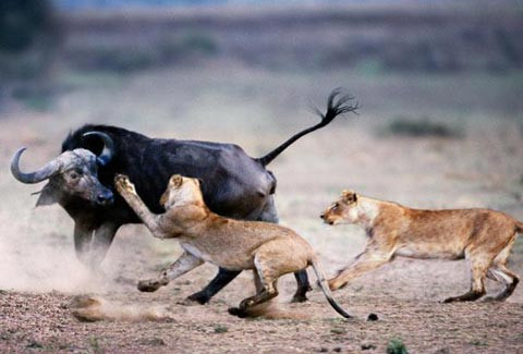 Sư tử tấn công trâu rừng trong khu bảo tồn Masai Mara, Kenya. Sư tử tấn công trâu rừng trong khu bảo tồn Masai Mara, Kenya.