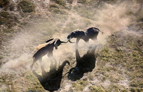 Cuộc chiến của voi trong công viên quốc gia Amboseli của Kenya. Cuộc chiến của voi trong công viên quốc gia Amboseli của Kenya.