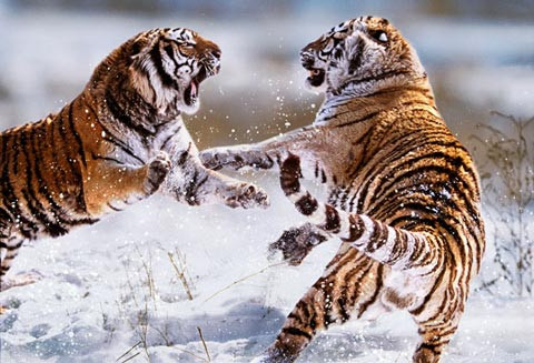 Hai con hổ Mãn Châu giao chiến tại Trung Quốc. Loài hổ này còn được gọi là hổ Siberia, hổ Amur, hổ Ussuri. Hai con hổ Mãn Châu giao chiến tại Trung Quốc. Loài hổ này còn được gọi là hổ Siberia, hổ Amur, hổ Ussuri.