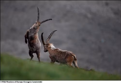 Hai con dê húc nhau trên đồng cỏ ở Châu Âu. Ảnh: 2leep