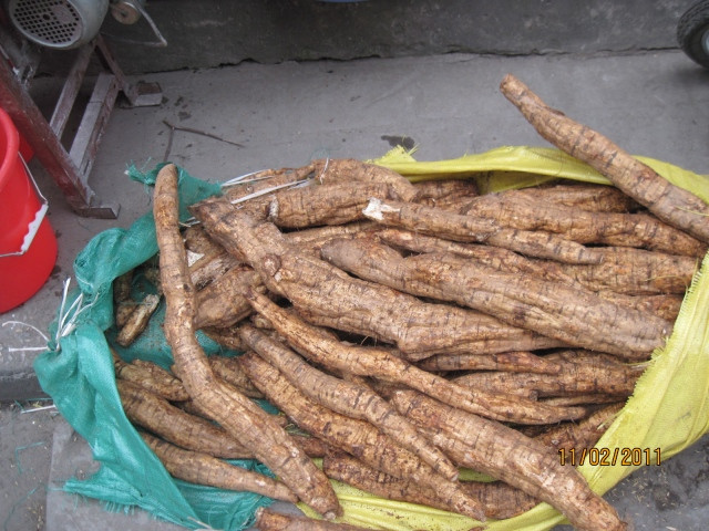 Ngộ độc thức ăn, đại tiện ra máu do ăn phải đồ nguội, độc: Củ sắn dây tươi, ngó sen tươi 2 thứ giã nát, vắt lấy 500ml nước cốt mỗi thứ, hòa đều, uống dần. Ngộ độc thức ăn, đại tiện ra máu do ăn phải đồ nguội, độc: Củ sắn dây tươi, ngó sen tươi 2 thứ giã nát, vắt lấy 500ml nước cốt mỗi thứ, hòa đều, uống dần.