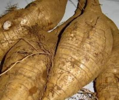 Hầu hết các bộ phận của cây sắn dây đều được sử dụng làm thuốc chữa bệnh. Song bộ phận dùng tốt nhất là rễ (hoặc củ) được thu hoạch vào mùa đông, xuân. Củ đào rửa sạch đất cát, bỏ lớp vỏ ngoài, cắt khúc hoặc thái lát, sau đó phơi hoặc sấy khô, trong đông y gọi là cát căn. Hầu hết các bộ phận của cây sắn dây đều được sử dụng làm thuốc chữa bệnh. Song bộ phận dùng tốt nhất là rễ (hoặc củ) được thu hoạch vào mùa đông, xuân. Củ đào rửa sạch đất cát, bỏ lớp vỏ ngoài, cắt khúc hoặc thái lát, sau đó phơi hoặc sấy khô, trong đông y gọi là cát căn.