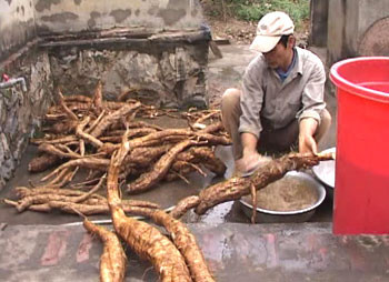 Giải rượu: Cho uống nước vắt từ củ sắn dây (đã gọt vỏ và rửa sạch), thêm ít muối. Hoặc dùng bột sắn dây khuấy với nước sôi, thêm ít muối để ăn. Giải rượu: Cho uống nước vắt từ củ sắn dây (đã gọt vỏ và rửa sạch), thêm ít muối. Hoặc dùng bột sắn dây khuấy với nước sôi, thêm ít muối để ăn.