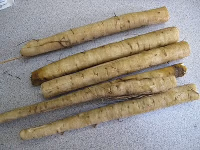 Chảy máu mũi thường xuyên: Củ sắn dây tươi giã nát, vắt lấy nước cốt, uống mỗi lần 1 cốc.