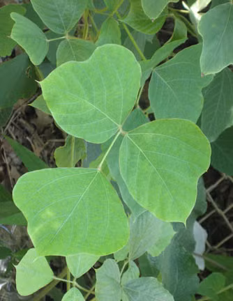 Trị rắn cắn: Có thể lấy giã lá sắn dây tươi vắt lấy nước uống, bã đắp lên nơi rắn cắn, sau đó chuyển gấp đến bệnh viện gần nhất.